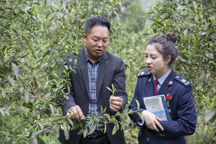 茶业负责人向税务干部介绍茶树。