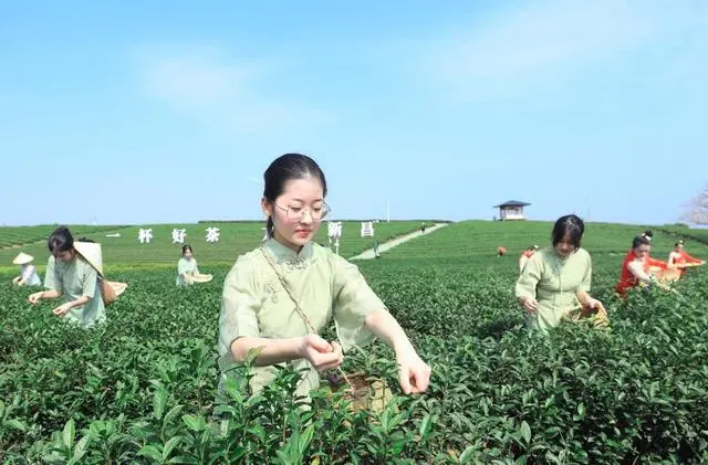 助力消费复苏 成都古茶文化体验氛围渐浓