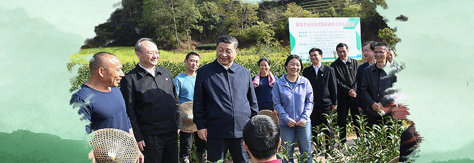 习近平与茶